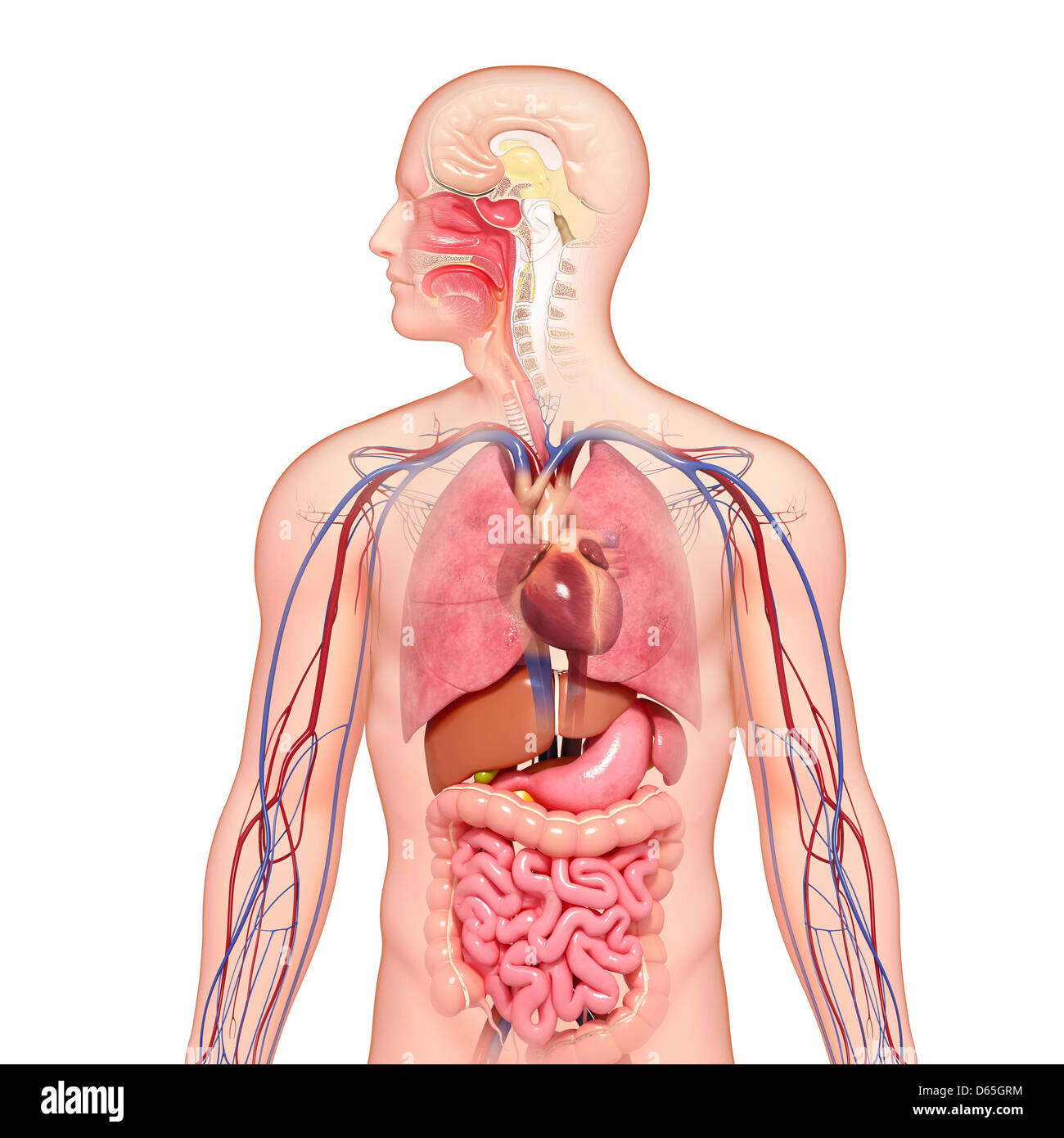 Männliche Anatomie, artwork Stockfoto