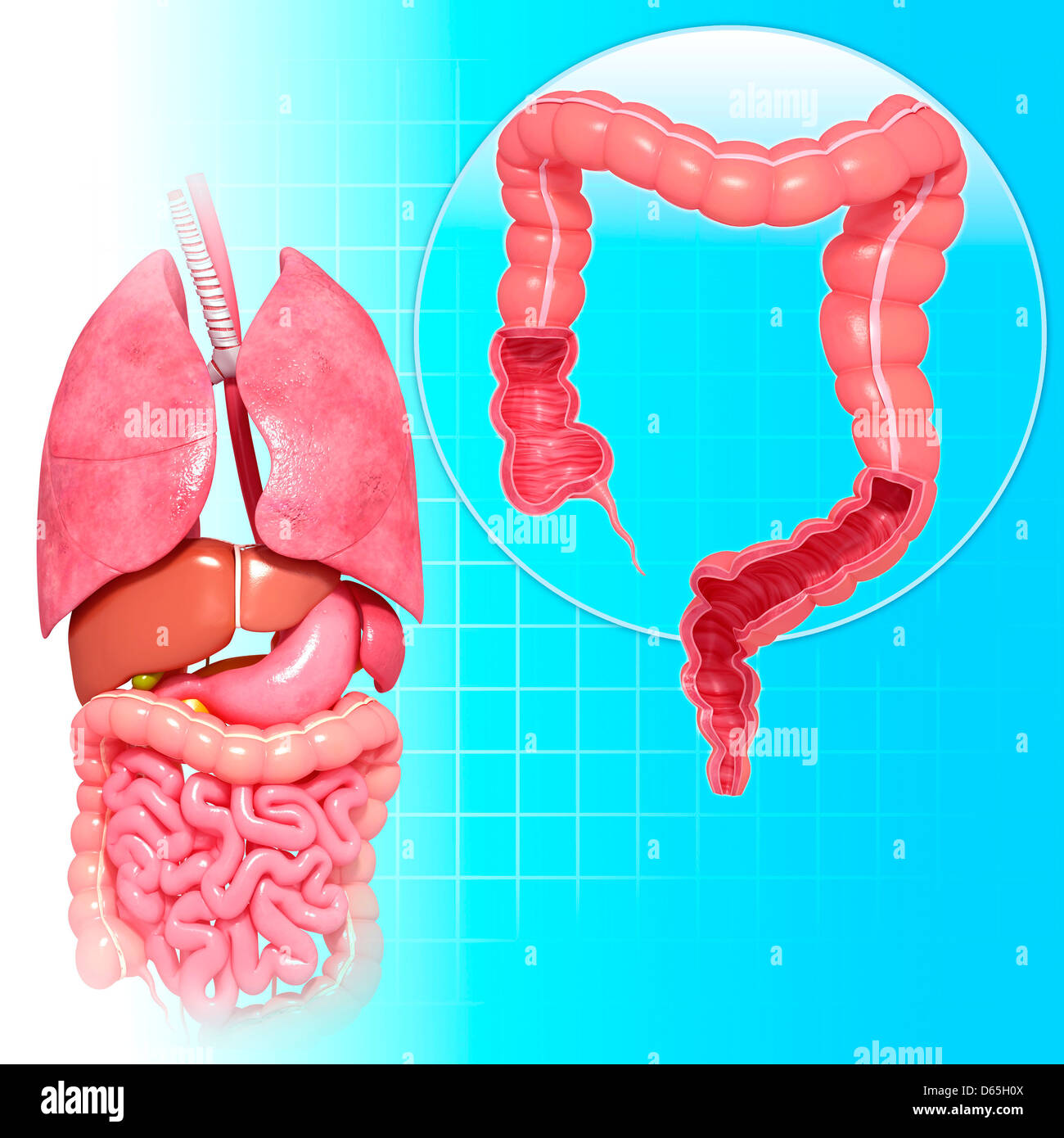 Gesunden Dickdarm, artwork Stockfoto