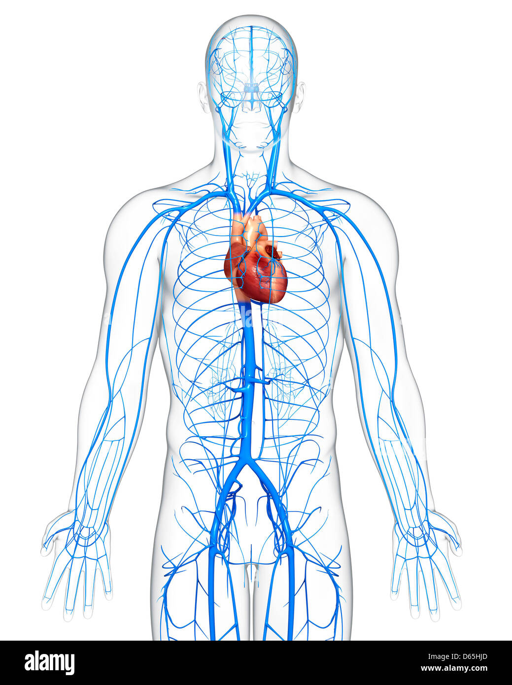 veine veines jugulaire menschlichen adern interne alamyimages