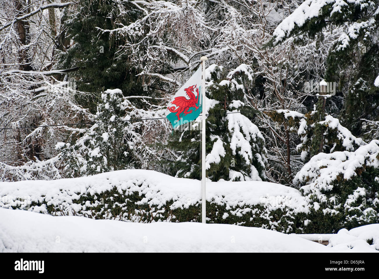 Die walisische Flagge fliegt in einem verschneiten Garten in Wales Während des harten Spätswinters 2013 (UK) Stockfoto
