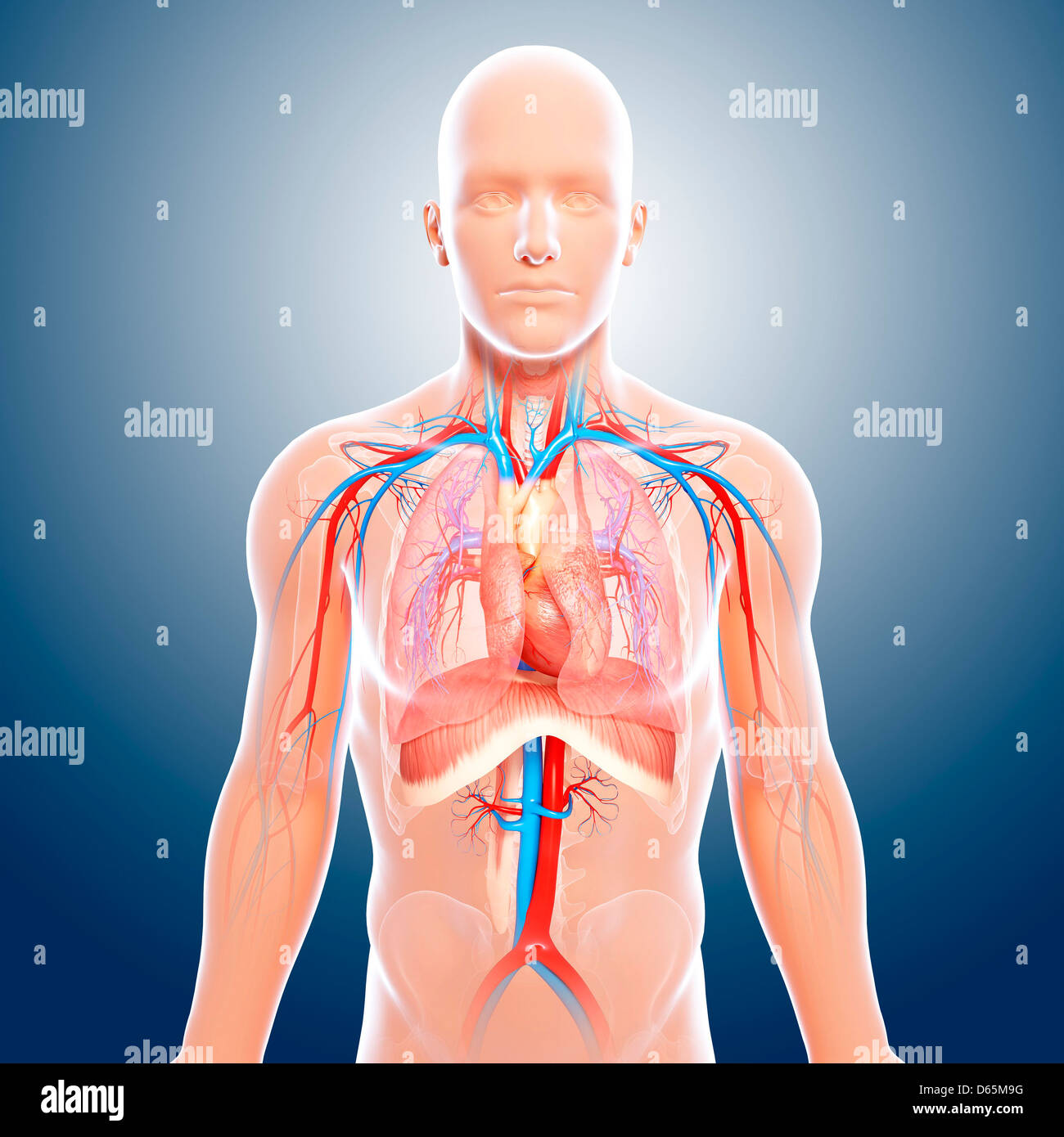 Oberkörper-Anatomie, artwork Stockfoto
