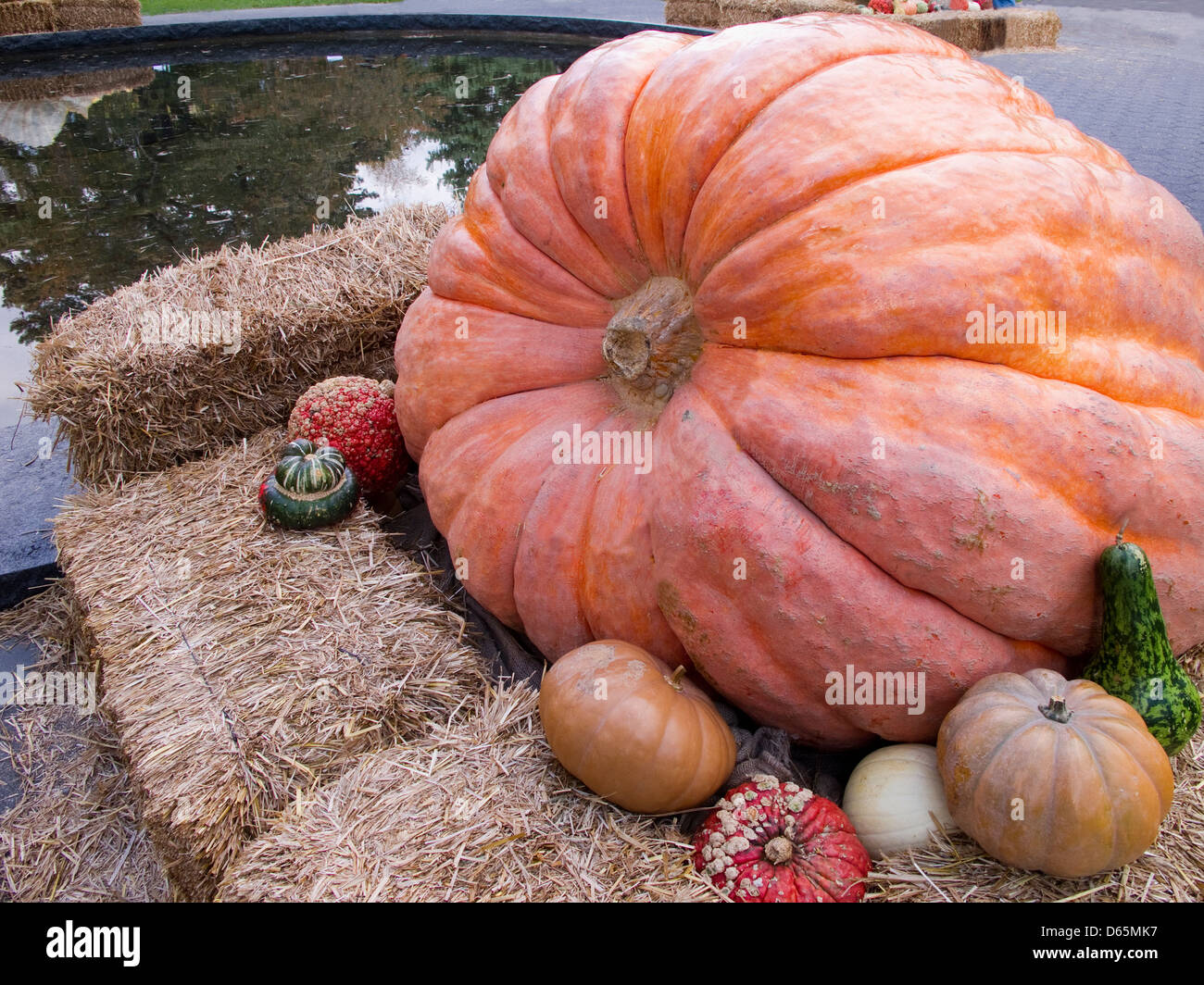Riesenkürbis mit Kalebassen, die ihn umgebenden anzeigen Stockfoto