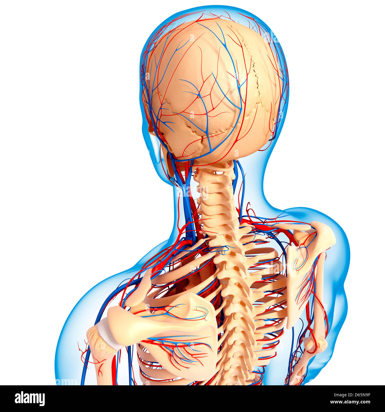 OberkörperAnatomie, artwork Stockfotografie Alamy