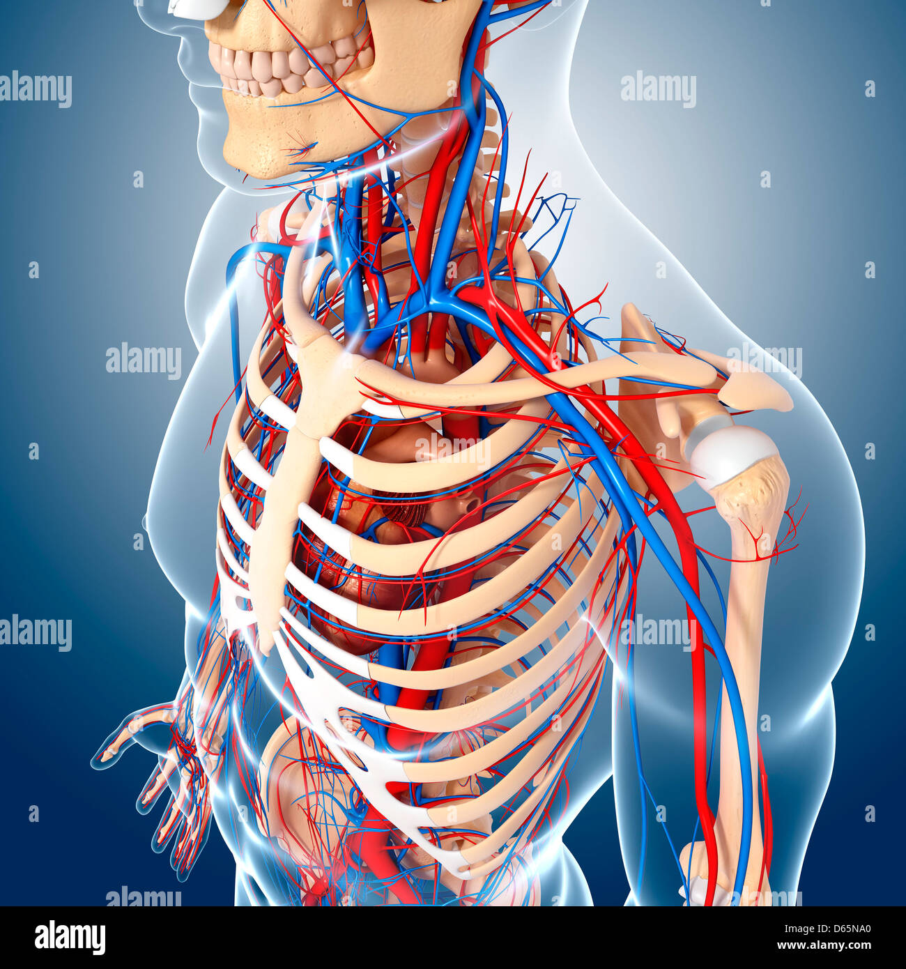 Oberkörper-Anatomie, artwork Stockfoto