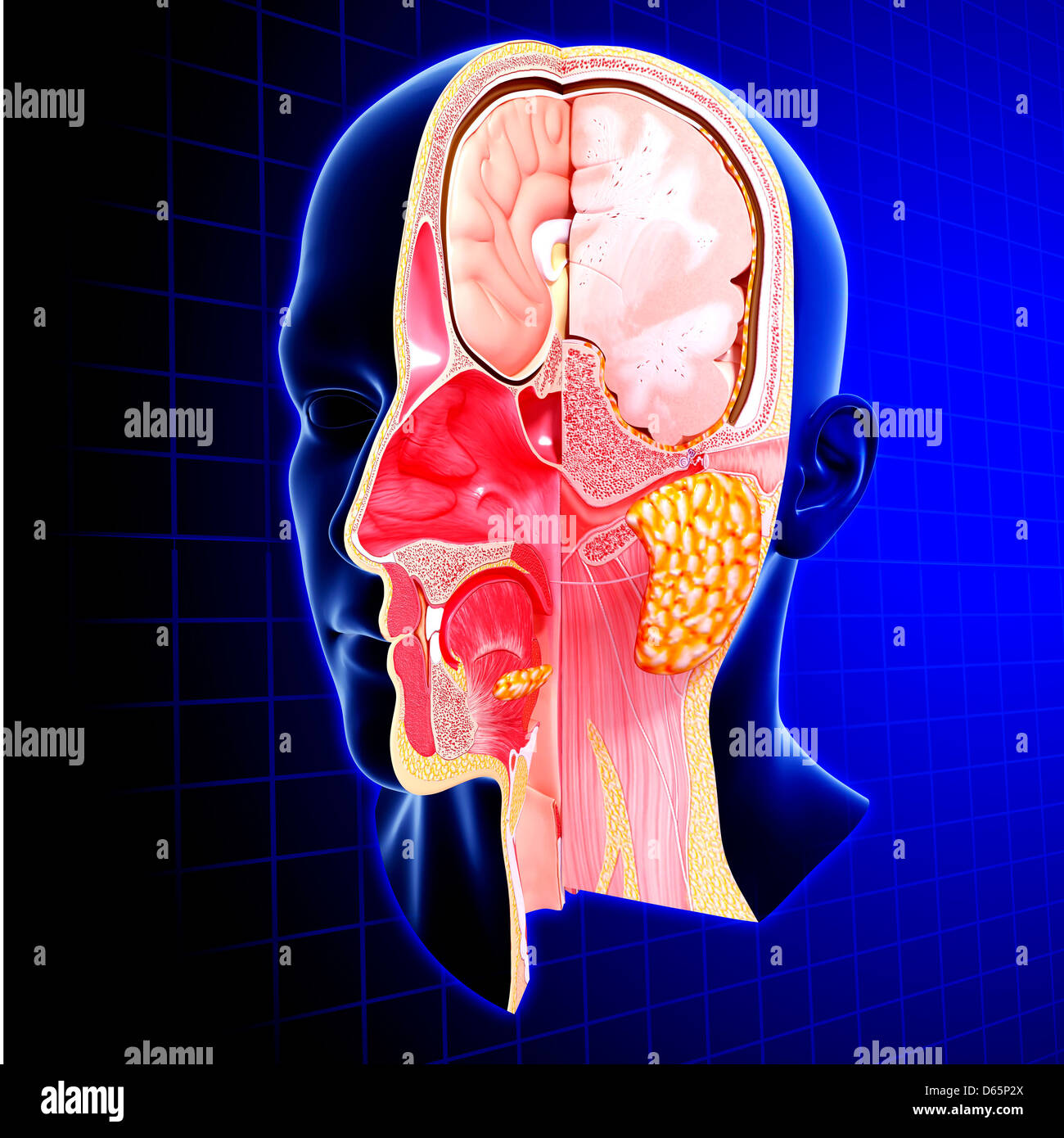 Kopf Anatomie, artwork Stockfoto