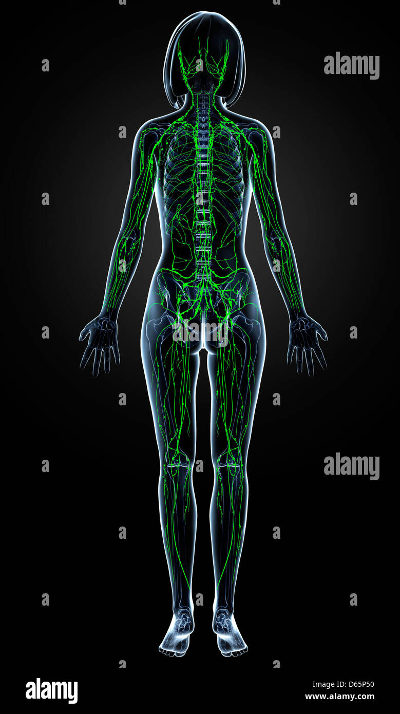 Weibliche Lymphsystem, artwork Stockfoto