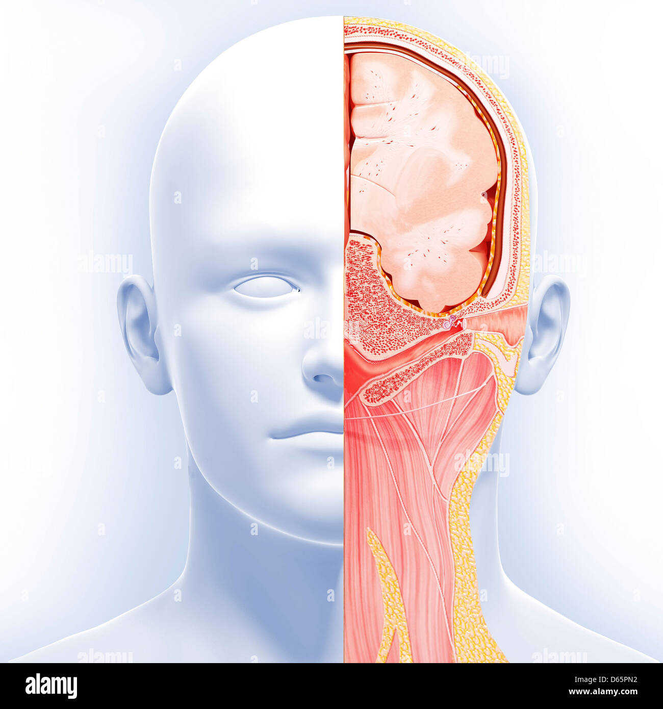 Kopf Anatomie, artwork Stockfotografie Alamy