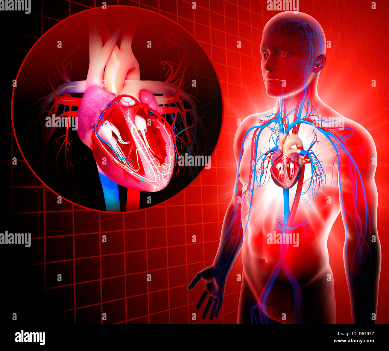 Menschliches Herz, artwork Stockfoto