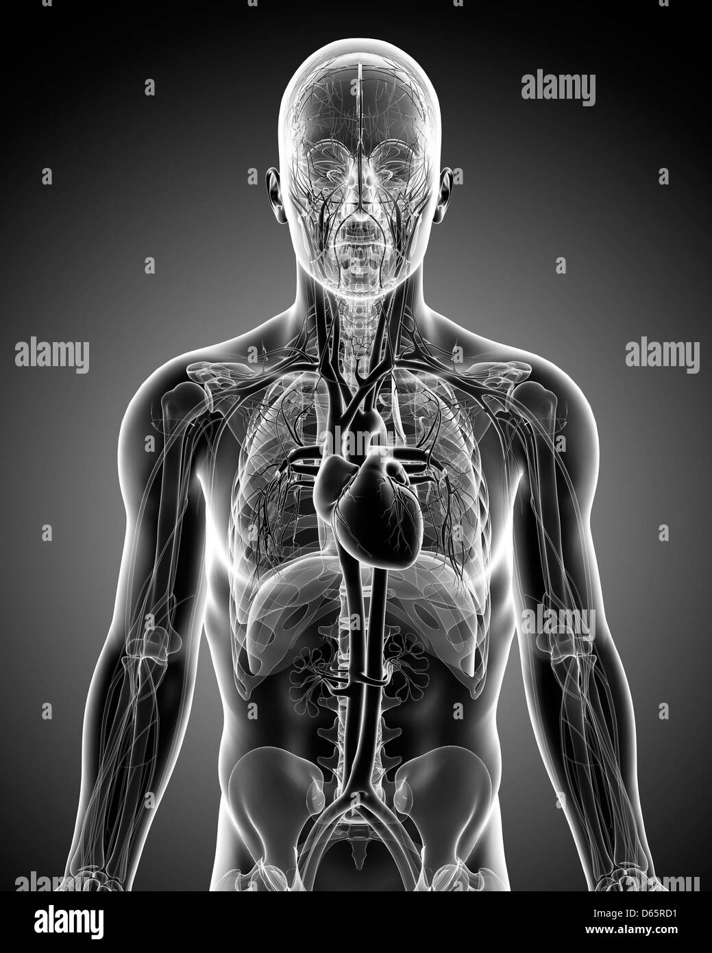 Männliche Herz-Kreislauf-System, artwork Stockfoto Männliche Herz-Kreislauf-System, artwork Stockfoto