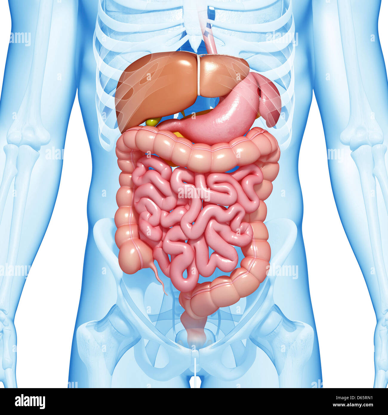 Тонкий кишечник и печень. Анатомия брюшной полости человека 3d. Кишечник мужчины анатомия брюшной полости. Расположение кишечника в организме. Живот анатомия кишечника.