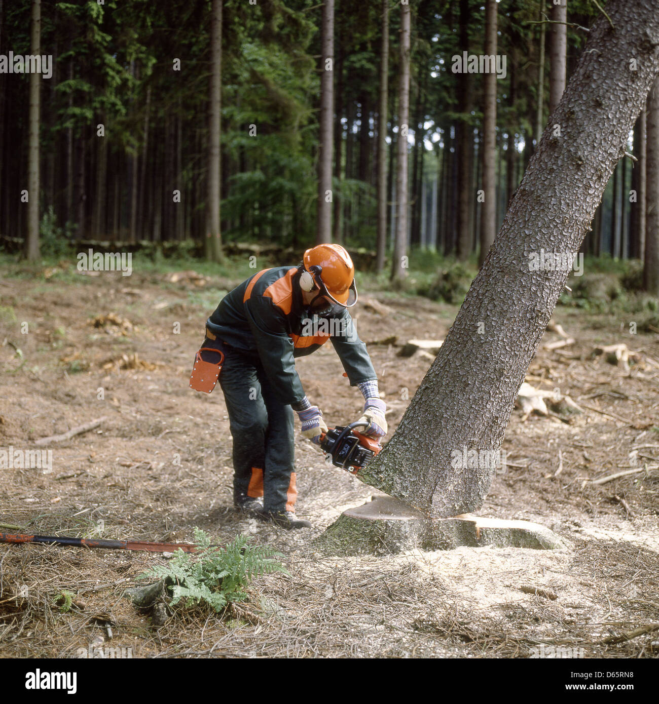Forster Baum Fallen Stockfotografie Alamy