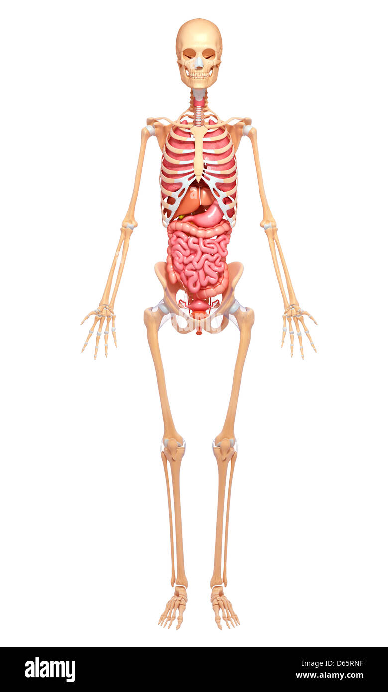 Female Pelvic Anatomy Stockfotos und -bilder Kaufen - Alamy