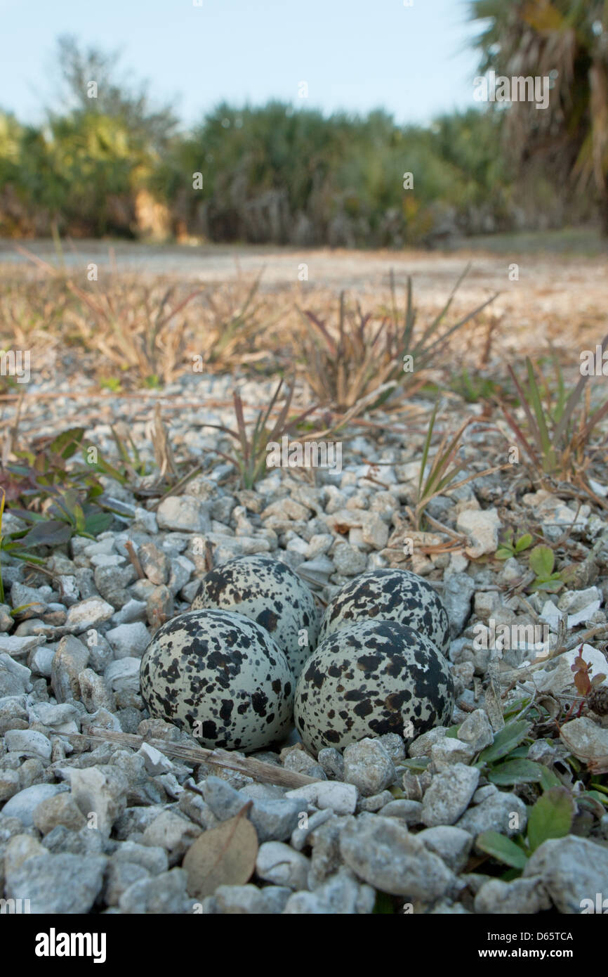 Weitwinkelansicht von Killdeer Nest Nester Vogel Vögel singvögel Plover Plünderung Natur Tierwelt Umwelt Stockfoto
