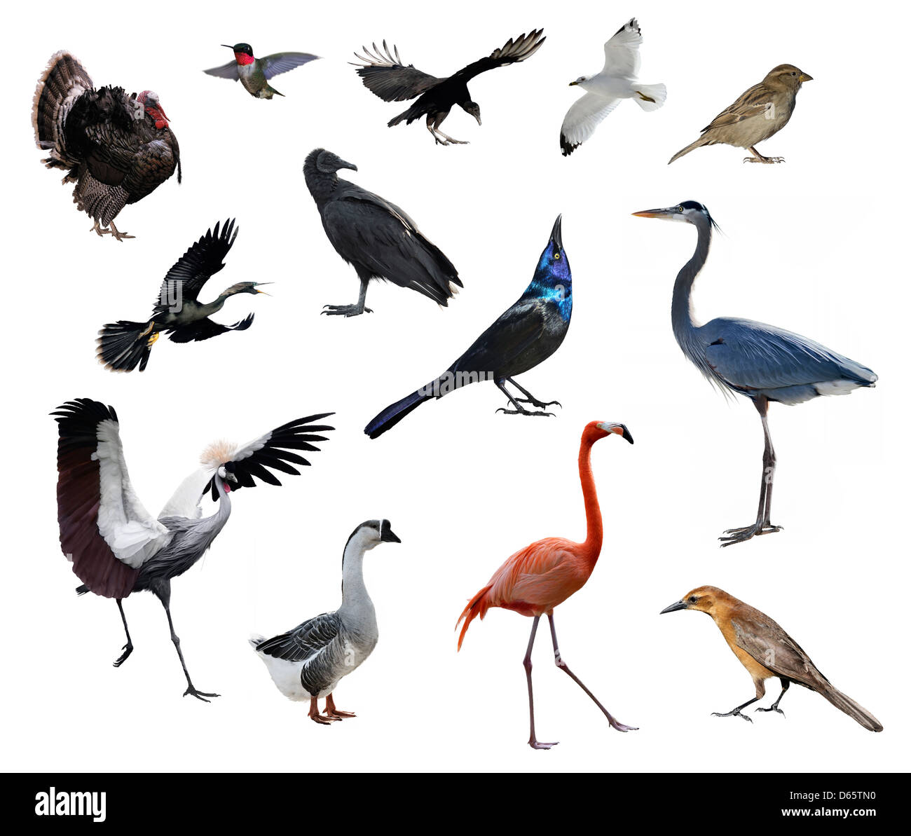 Sammlung von Wildvögeln auf weißem Hintergrund Stockfoto