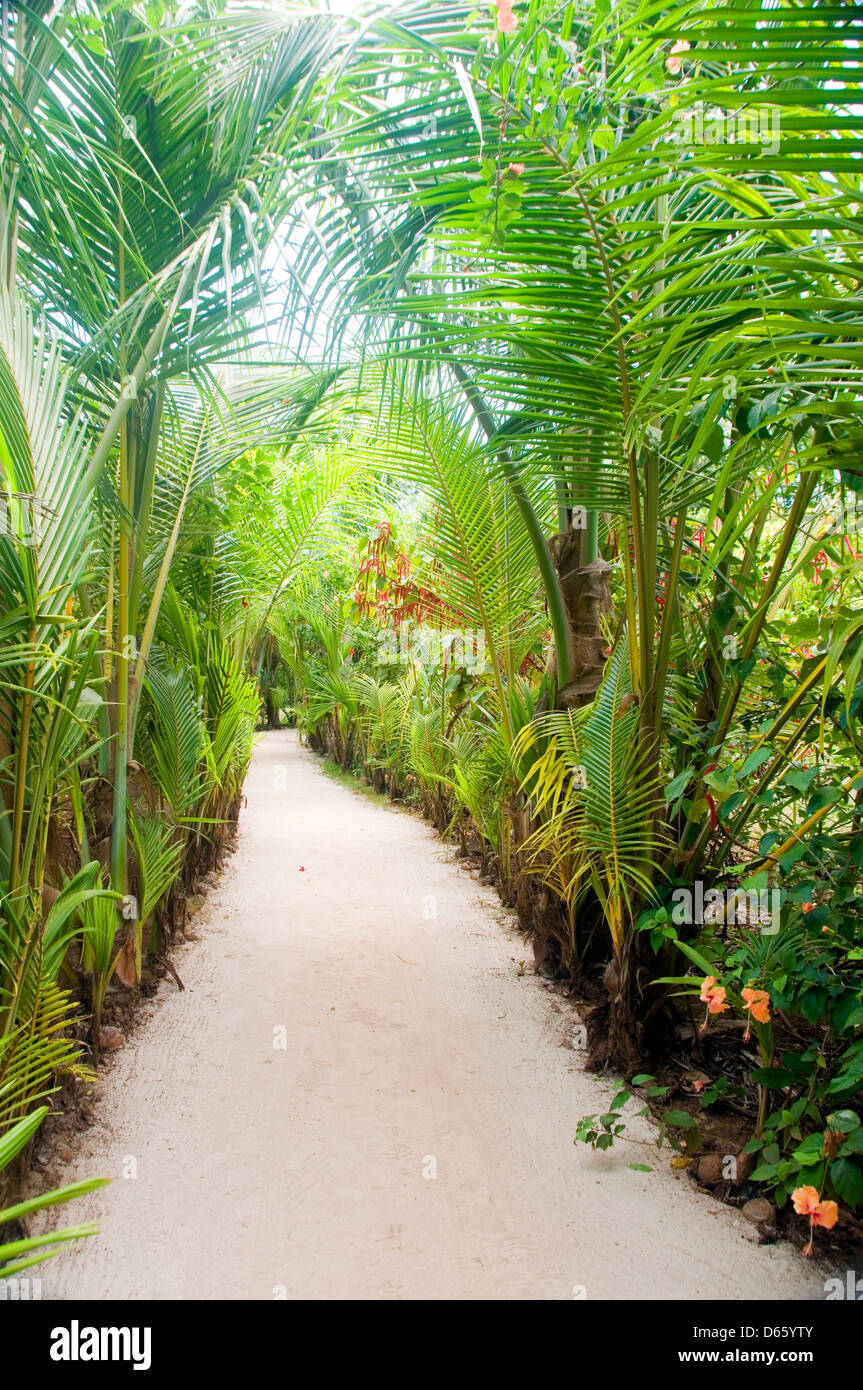 Gehweg-Pfad durch den tropischen Dschungel, Strand und Resorts Little Corn Island Nicaragua Zentralamerika Stockfoto