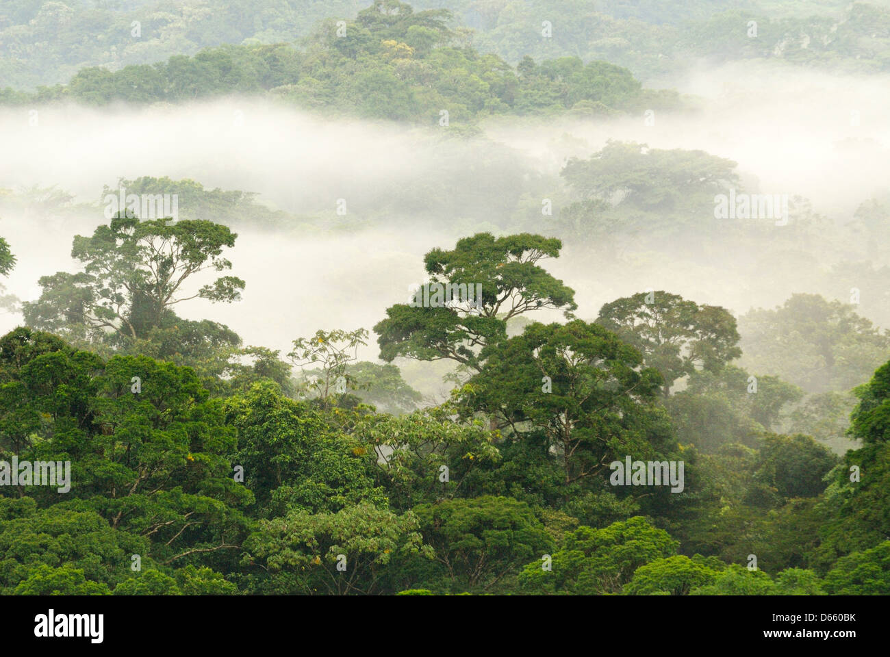 Wolke Wald der Volcan Arenal Nationalpark, Costa Rica. Stockfoto
