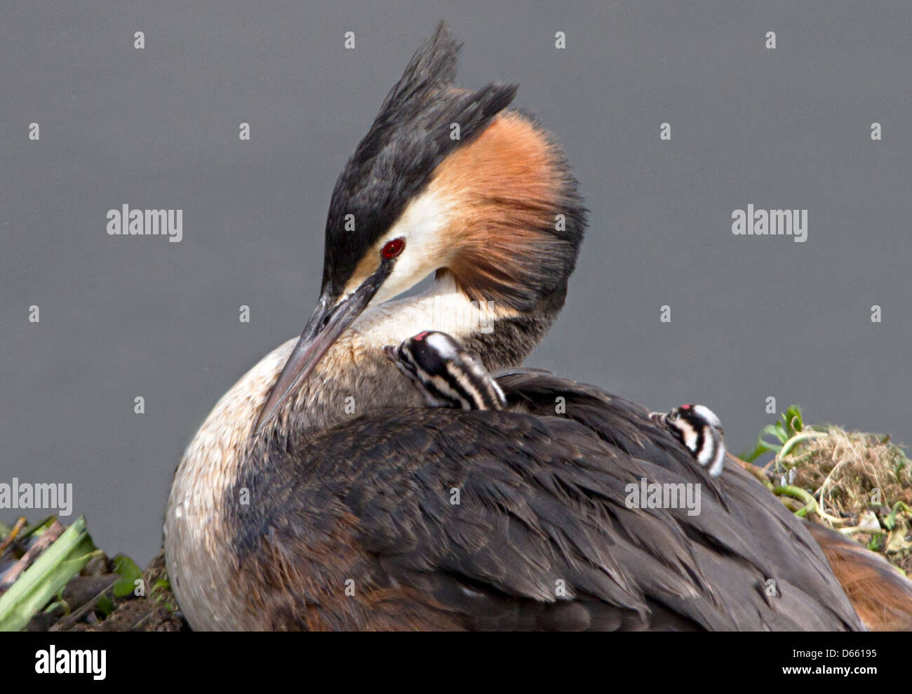 Erwachsenen Grebe mit Küken Stockfoto
