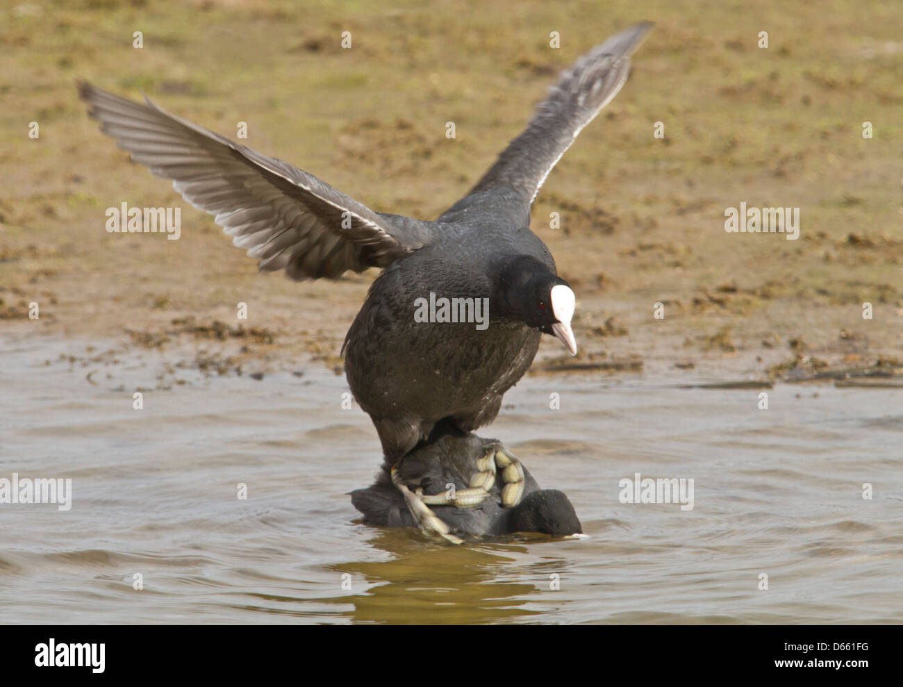 Paarung Blässhühner Stockfoto