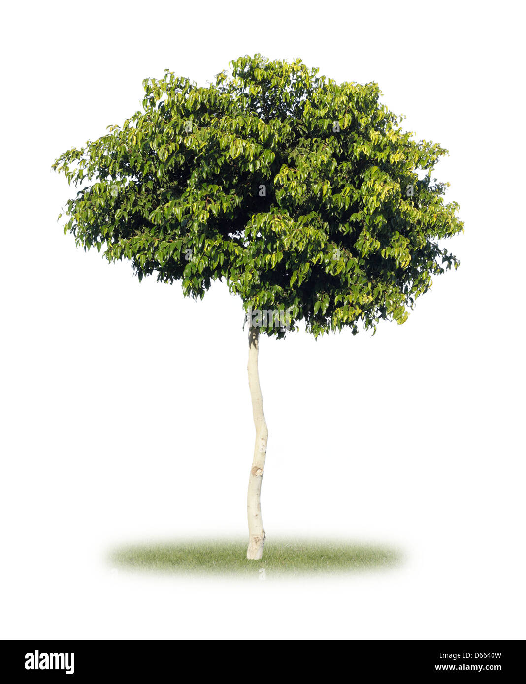 Grüner Baum-Ausschnitte Stockfoto