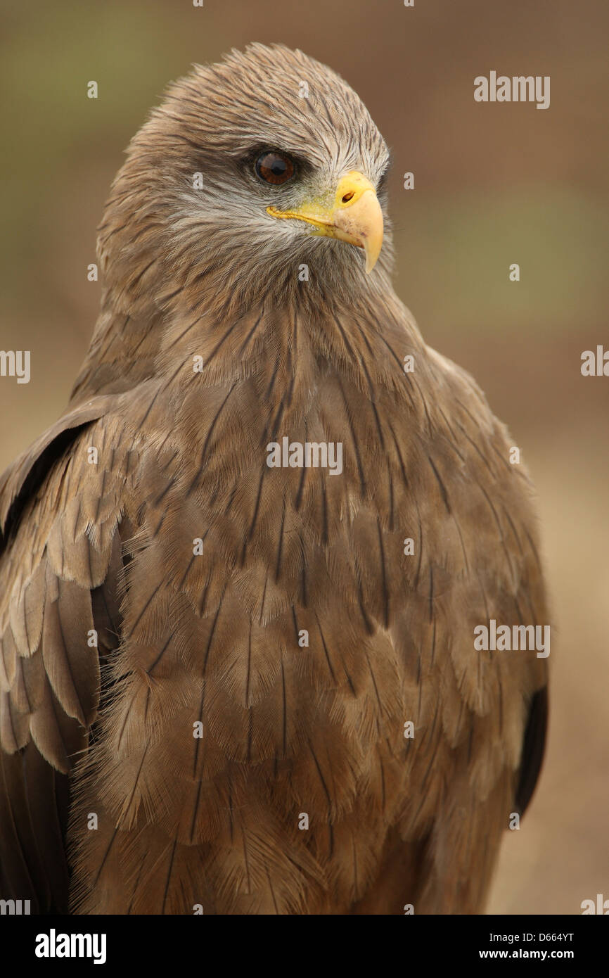 Gelbe abgerechneten kite Stockfoto