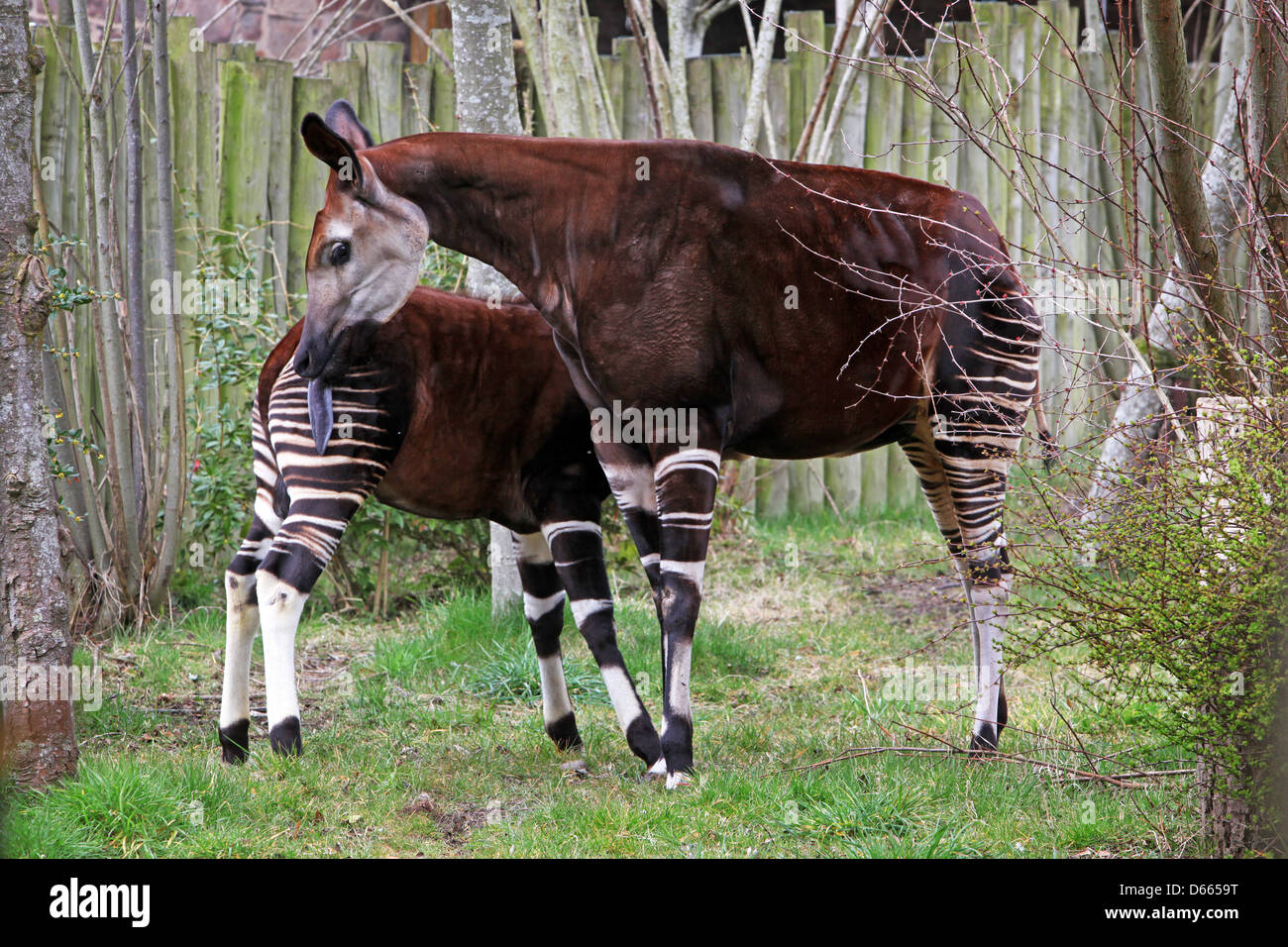 Okapi Stockfoto