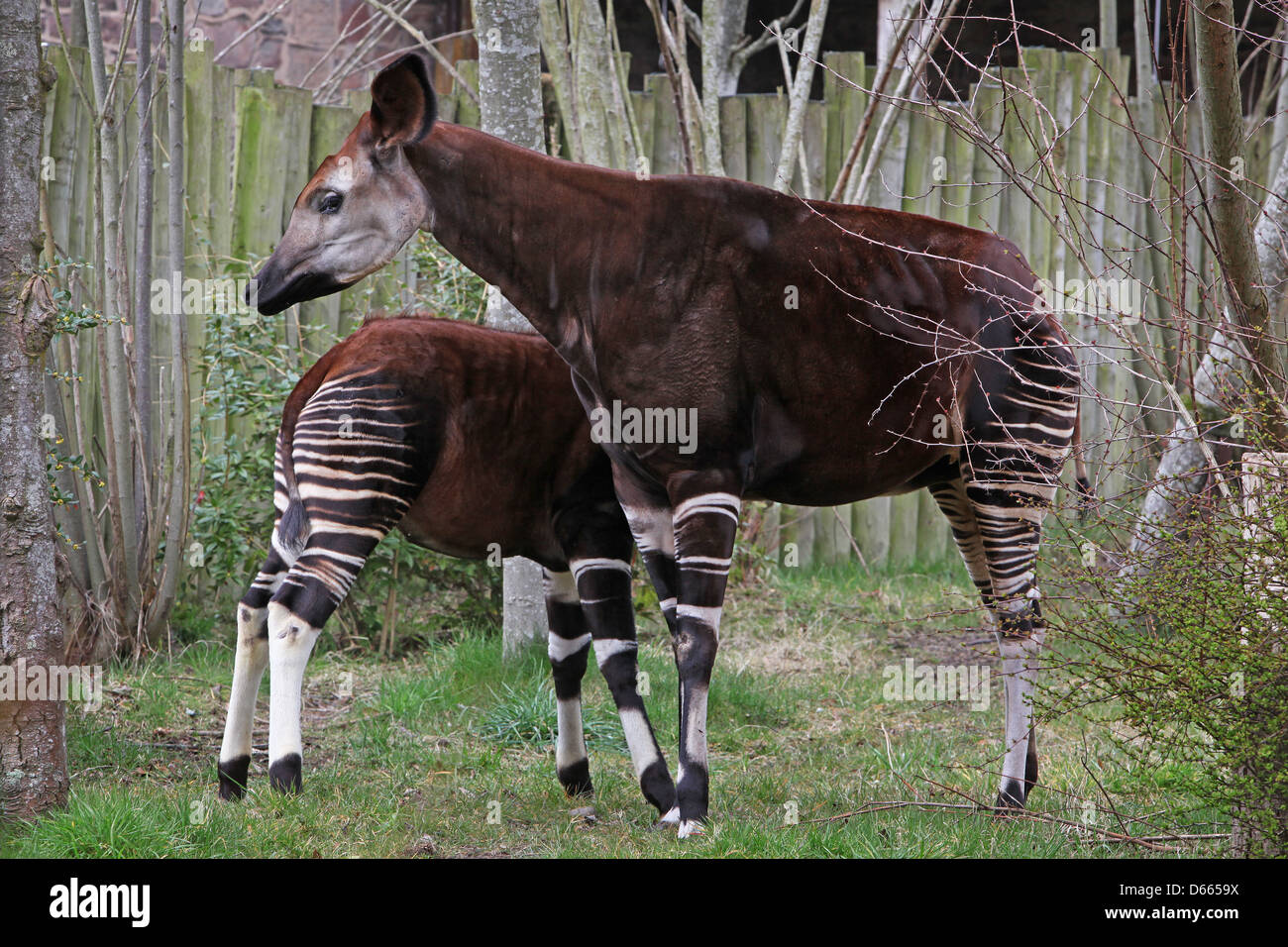 Okapi Stockfoto