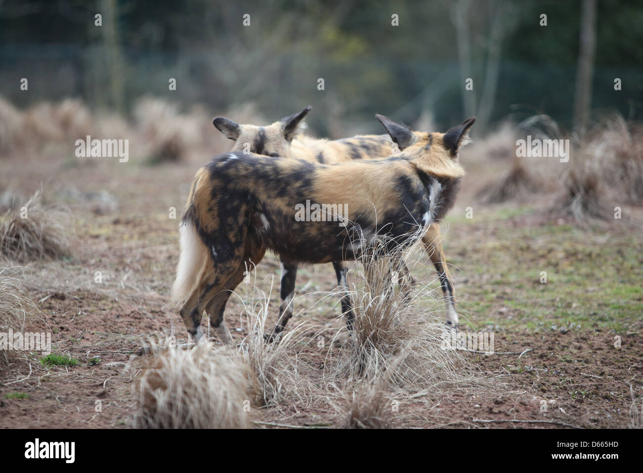 Afrikanische gemalten Hund Stockfoto