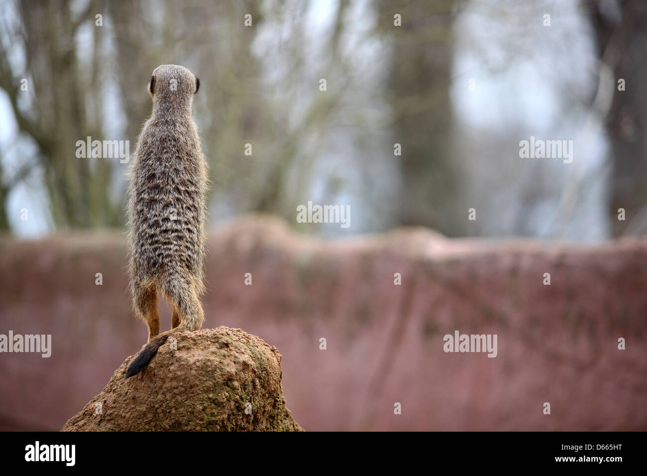 Erdmännchen-Suche Stockfoto