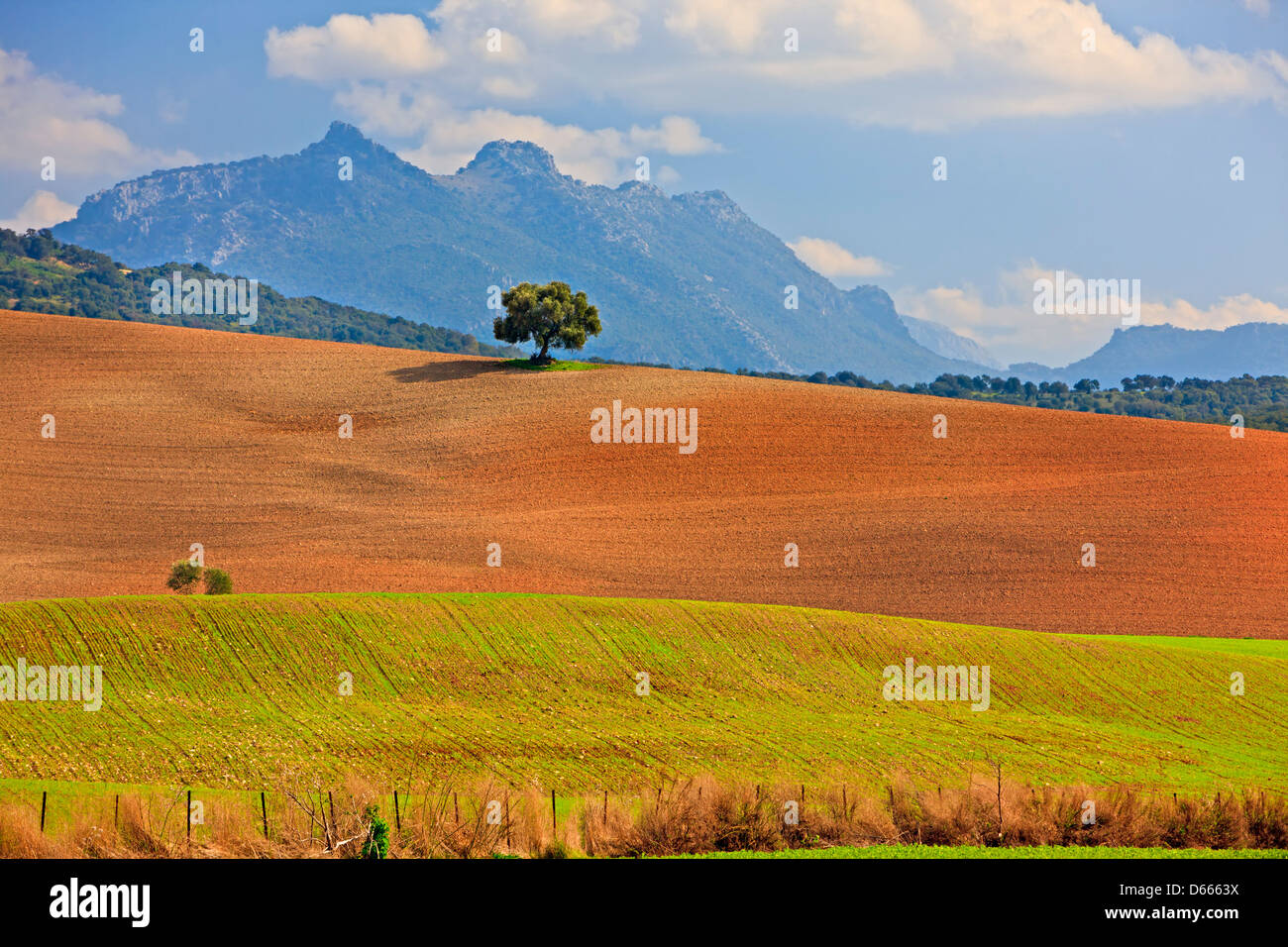 Einzelner Baum auf Gepflügtes Koppel entlang der Ruta de Los Almoravides Backdropped von den Gipfeln der Parque Natural de Los Alcornocales, Stockfoto