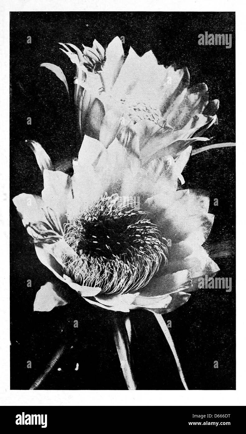 Dieses Bild aus dem Jahr 1920 zeigt lebendige Blumen, ein Schlüsselsymbol für Hawaiis tropische Landschaft, und zeigt die üppige Schönheit, die die kulturelle und musikalische Identität der Insel inspiriert hat. Stockfoto