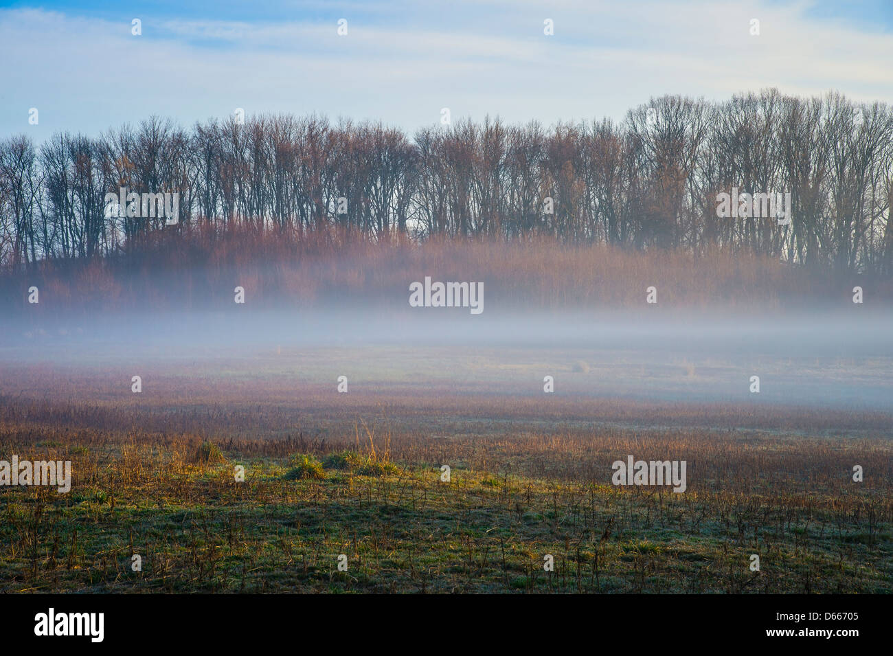 Bodennebel im Feld, am frühen Morgen Stockfoto