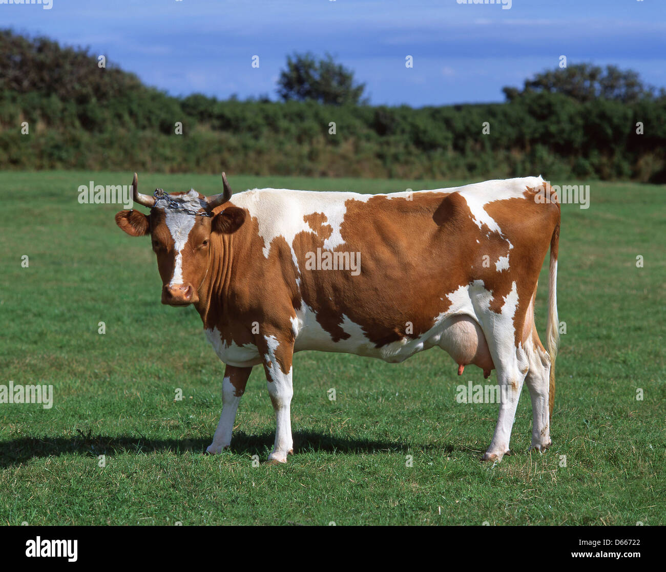 Guernsey-Kuh im Feld, Pfarrei St. Martin, Guernsey, Channel Islands Stockfoto