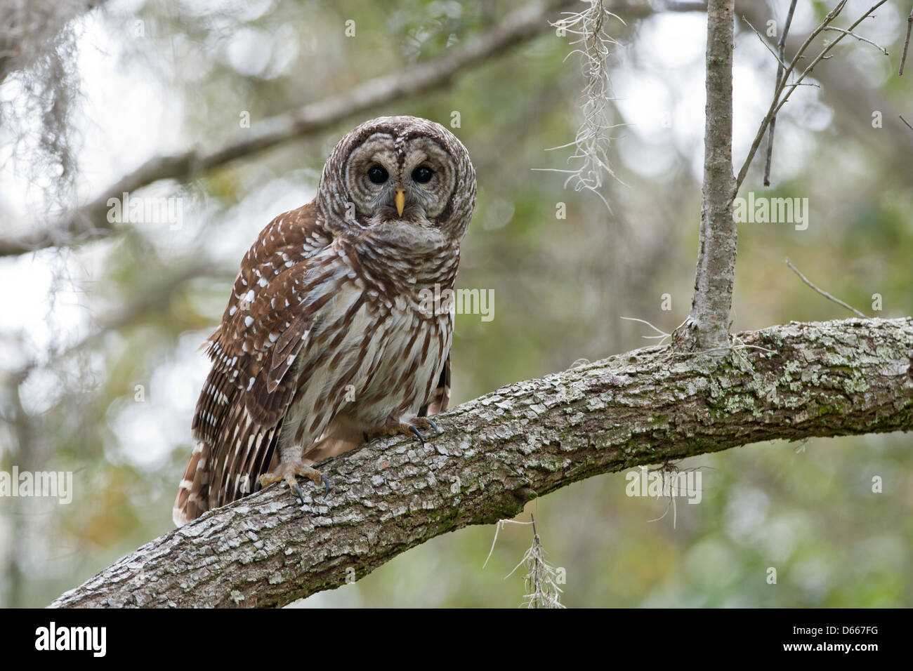 Barred Owl Barching in Oak Tree Vogel Vögel Greifvögel Natur Tierwelt Umwelt Stockfoto