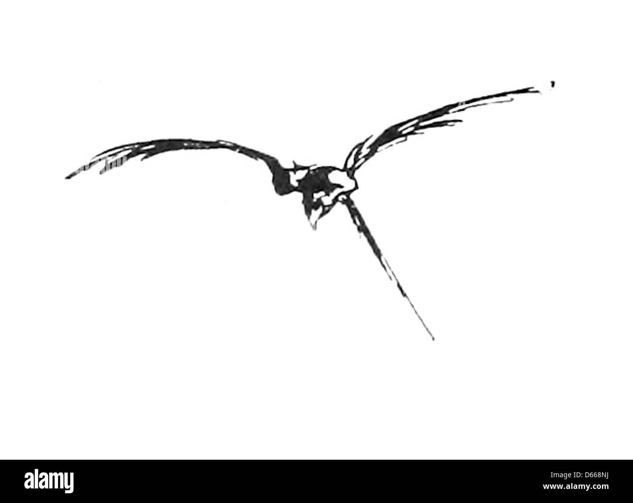 Ein Foto aus dem Jahr 1894, das eine Krähe mit einer charakteristischen, haloartigen Lichtformation um sie herum zeigt. Das Bild fängt die Silhouette des Vogels vor einem hellen Hintergrund ein und fügt seiner natürlichen Schönheit ein geheimnisvolles Element hinzu. Stockfoto