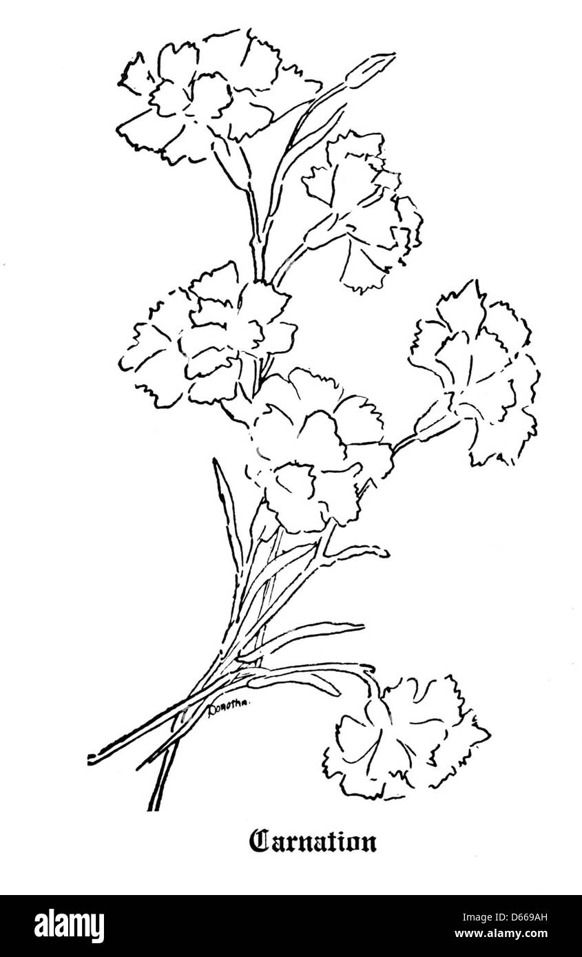 Eine Illustration aus „A Toast to Woman, Through the Language of Flowers“ (1917), die eine Nelke als Symbol der Bewunderung und Zuneigung in der Tradition des Blumensymbolismus darstellt. Stockfoto