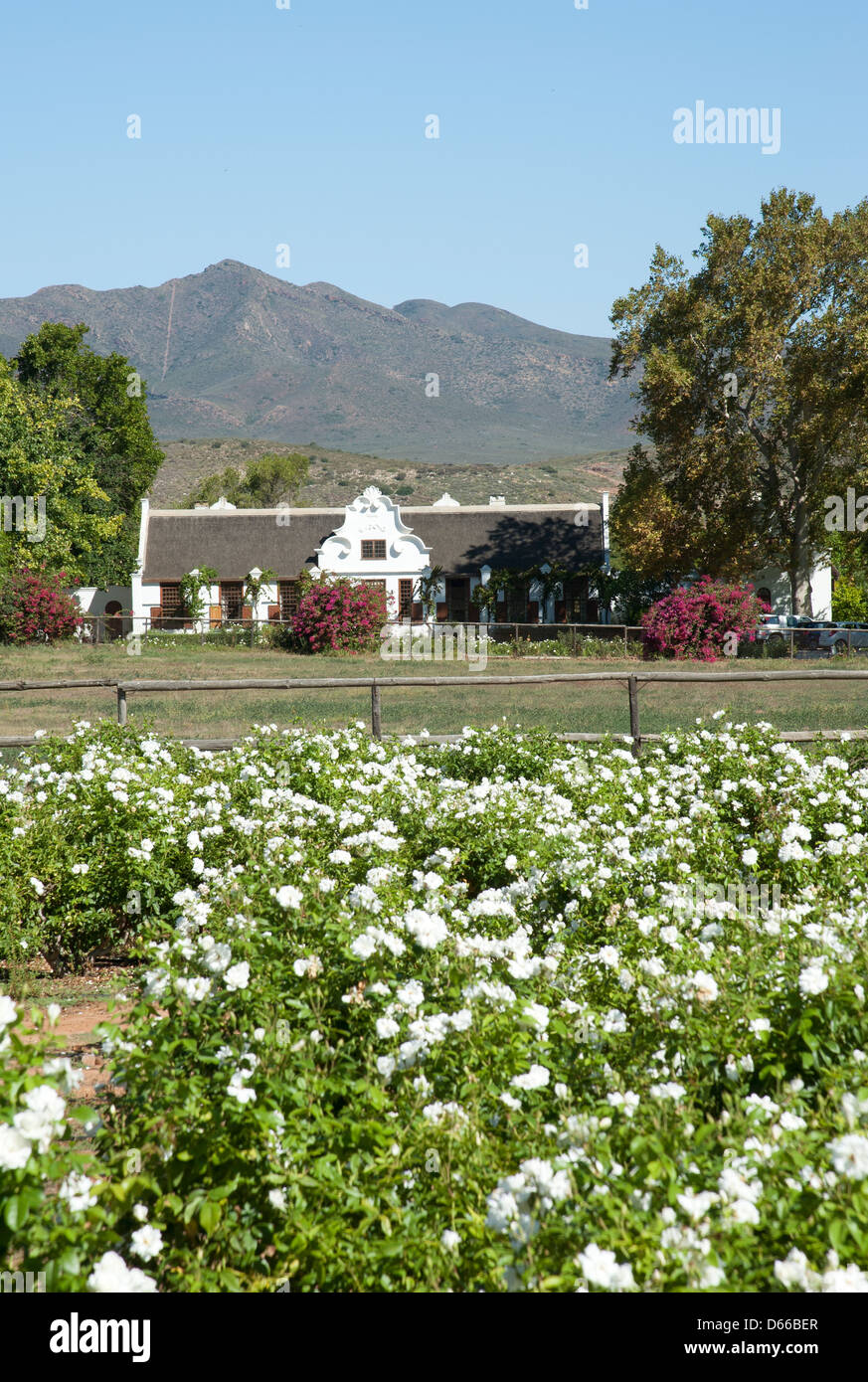 Zandliet Wine Estate Reben Robertson western Cape Südafrika südlichen afrikanischen Weinindustrie Stockfoto