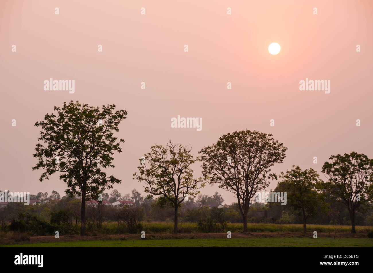 Baum im Feld Trockenzeit in Thailand Sonnenuntergangszeit Stockfoto