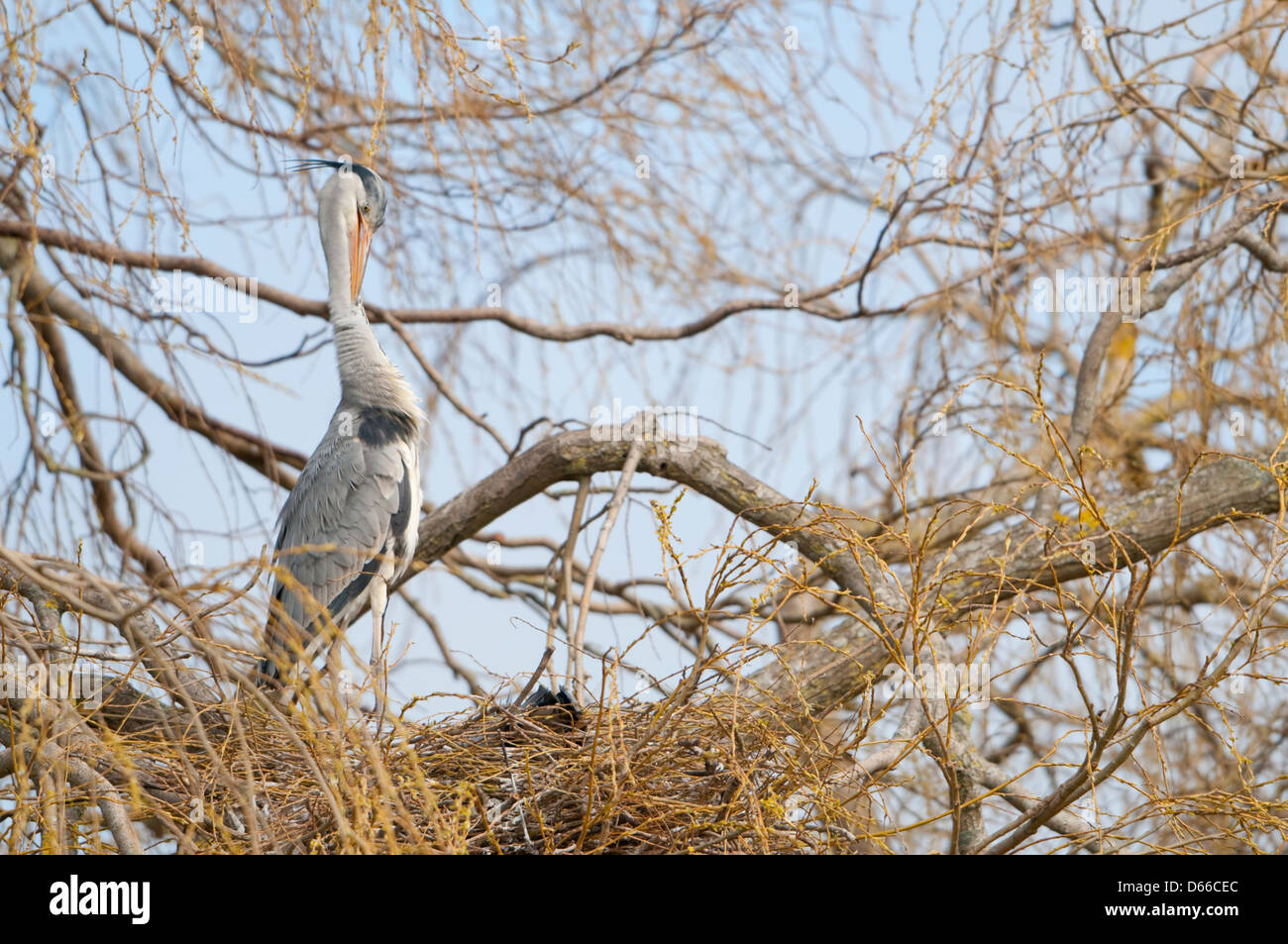 Ein Graureiher preens auf dem Nest, Hampden Park, Sussex, UK Stockfoto