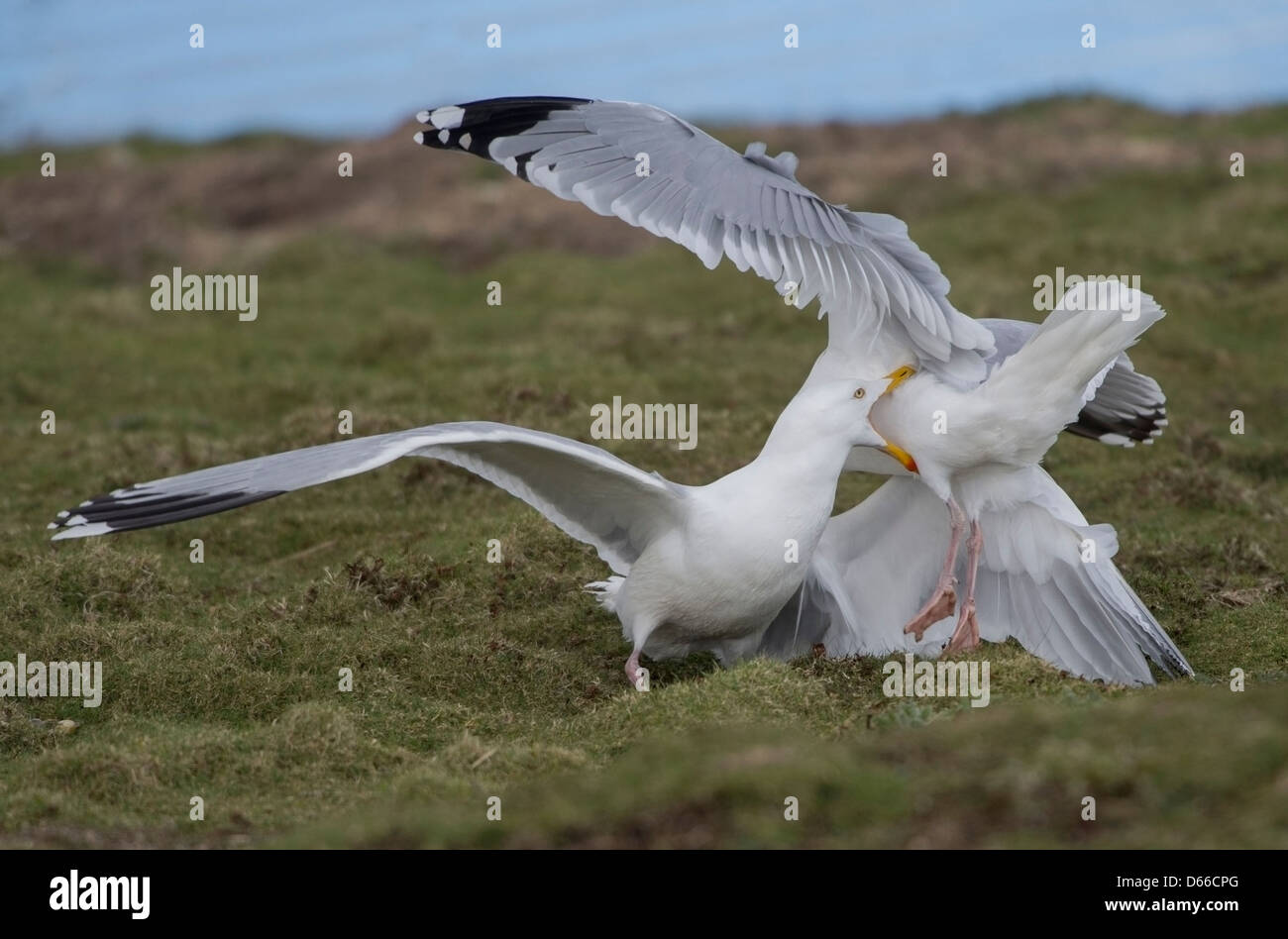 Möwen an Marazion Marsh Cornwall zu kämpfen Stockfoto