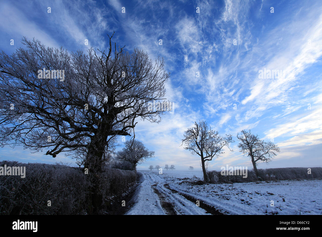 Hoare Frost Winterszene, Eiche (Quercus Robur), Blatherwycke Dorf, Rockingham Wald, Northamptonshire, England; Großbritannien; Stockfoto