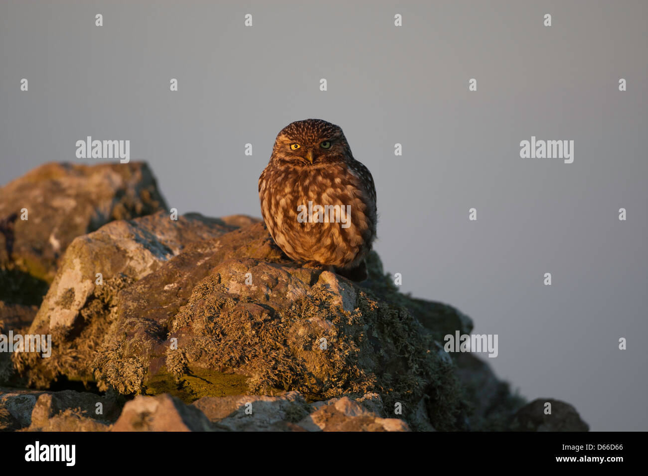 Athene Noctua - thront auf einer Trockensteinmauer Steinkauz Stockfoto