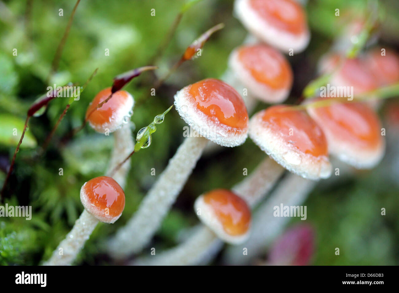 Braun Herbst Pilz Stockfoto