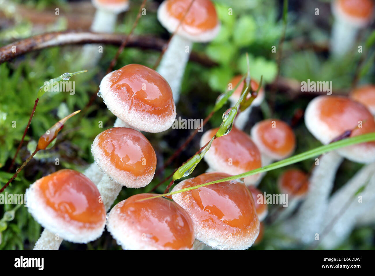 Braun Herbst Pilz Stockfoto