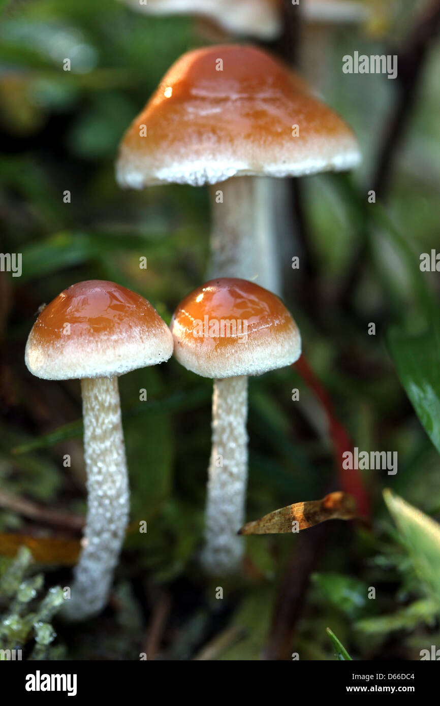 Braun Herbst Pilz Stockfoto