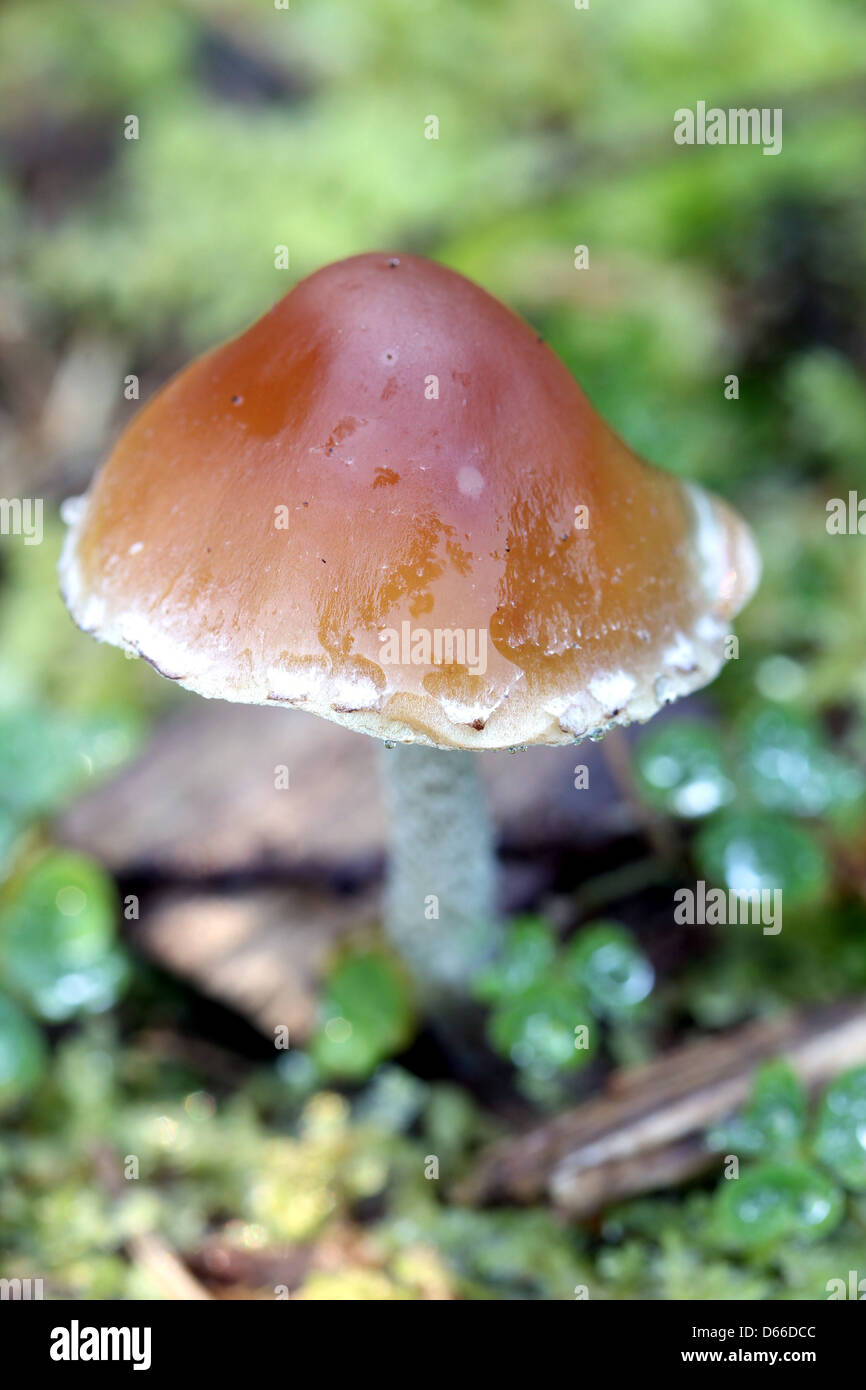 Braun Herbst Pilz Stockfoto