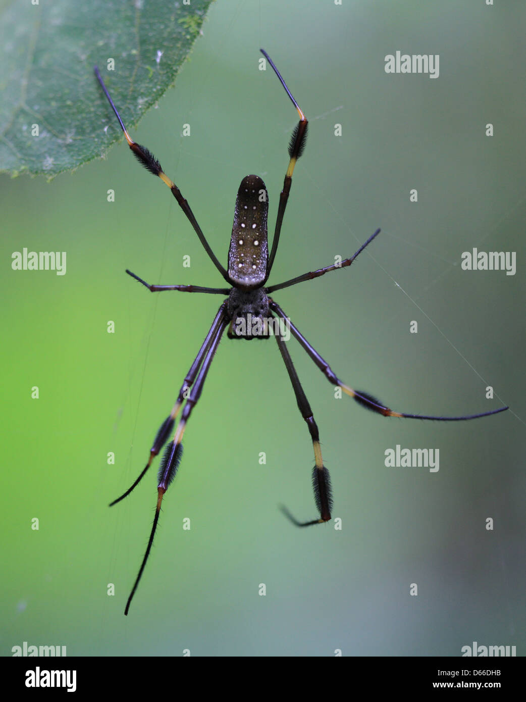 Bananenspinne spinnt ihr Netz Stockfoto