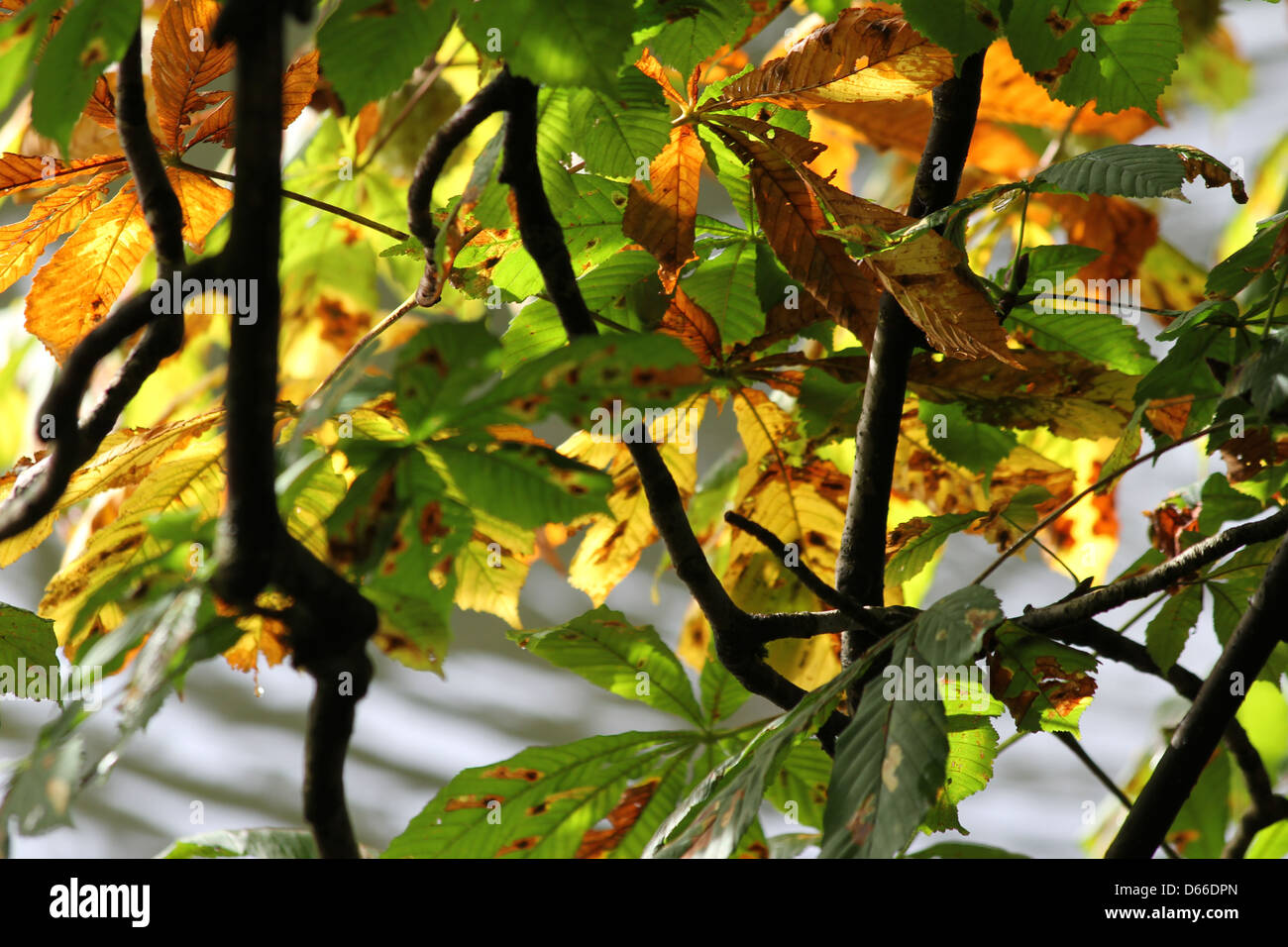 sonnigen Kastanienbaum Blatt Stockfoto