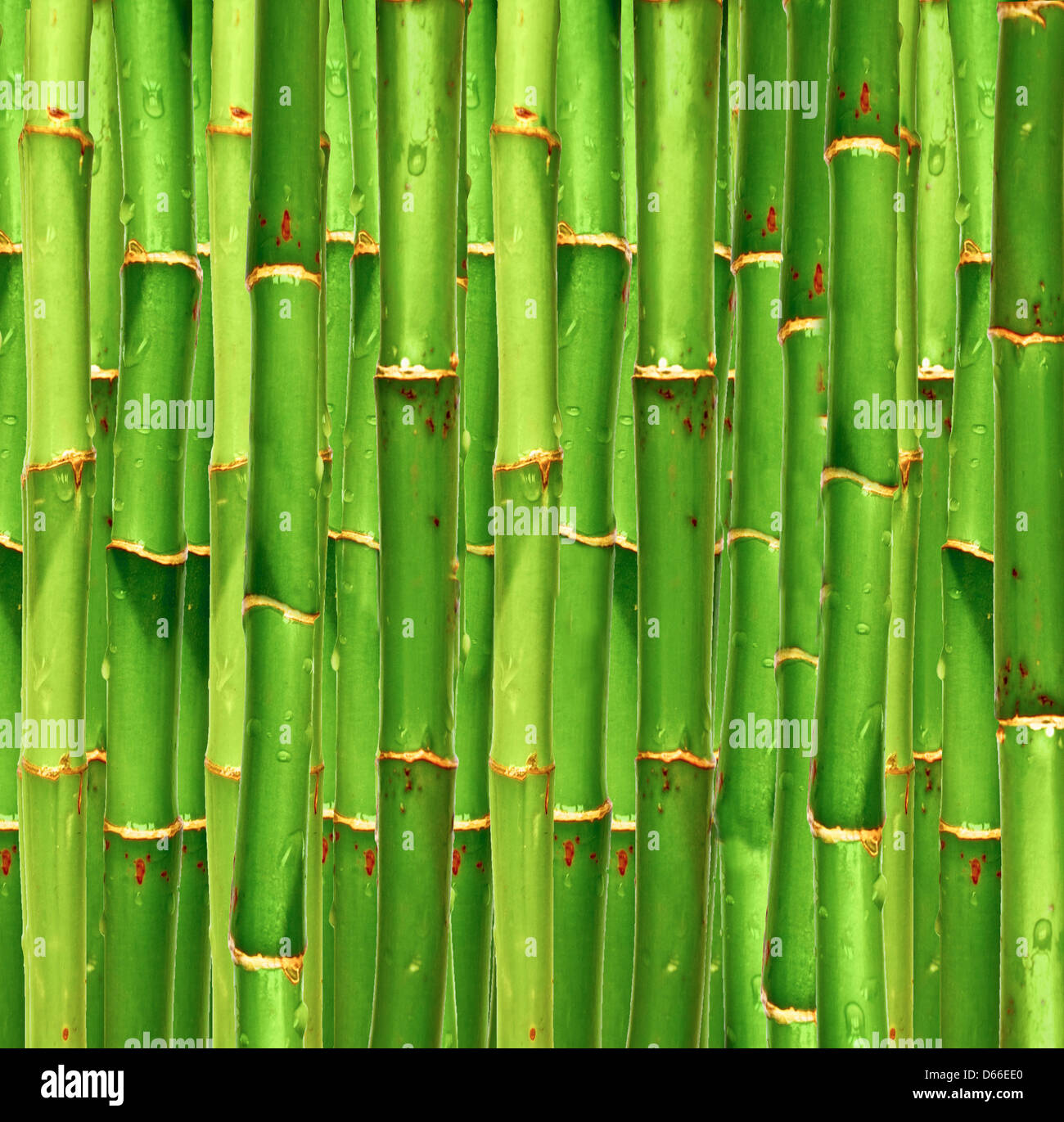 Bambus-Hintergrund Stockfoto