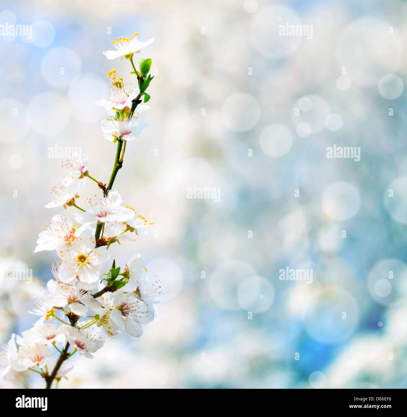 Schöne Pflaume Bracnh mit Blumen gegen erlauben backgroiund Stockfoto