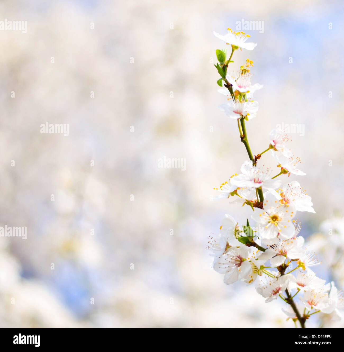 Schöne Pflaume Bracnh mit Blumen gegen erlauben backgroiund Stockfoto